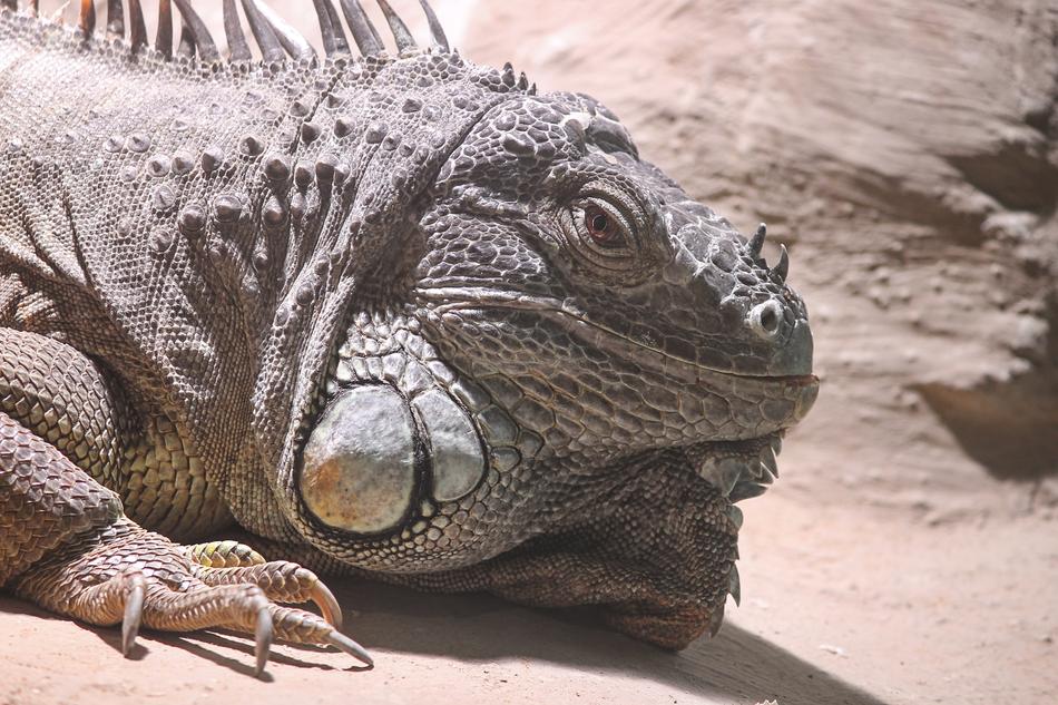 Iguana Green