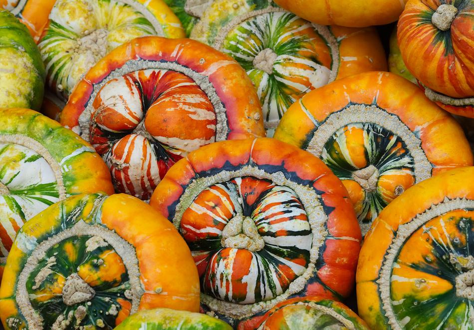 Colorful juicy pumpkins harvest