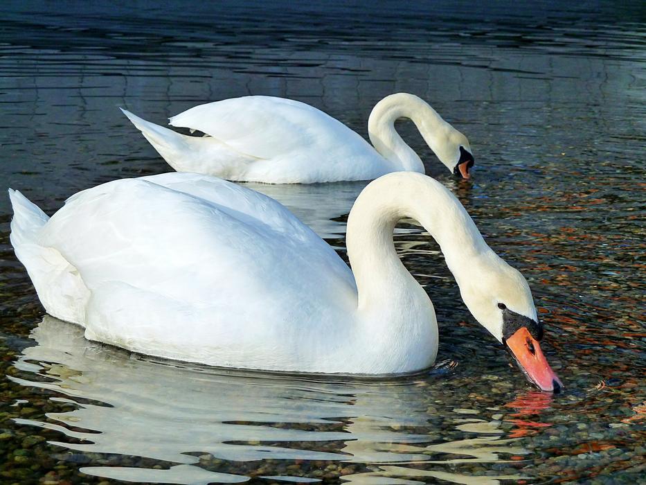 Swan Water Sea