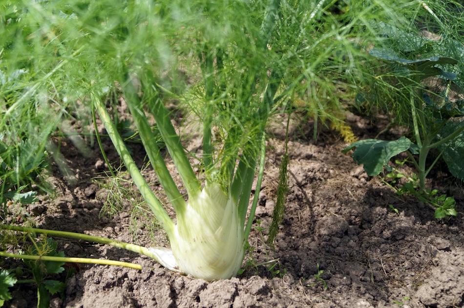 growing vegetable in the garden