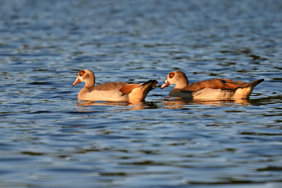 Egyptian Goose Duck Water Bird