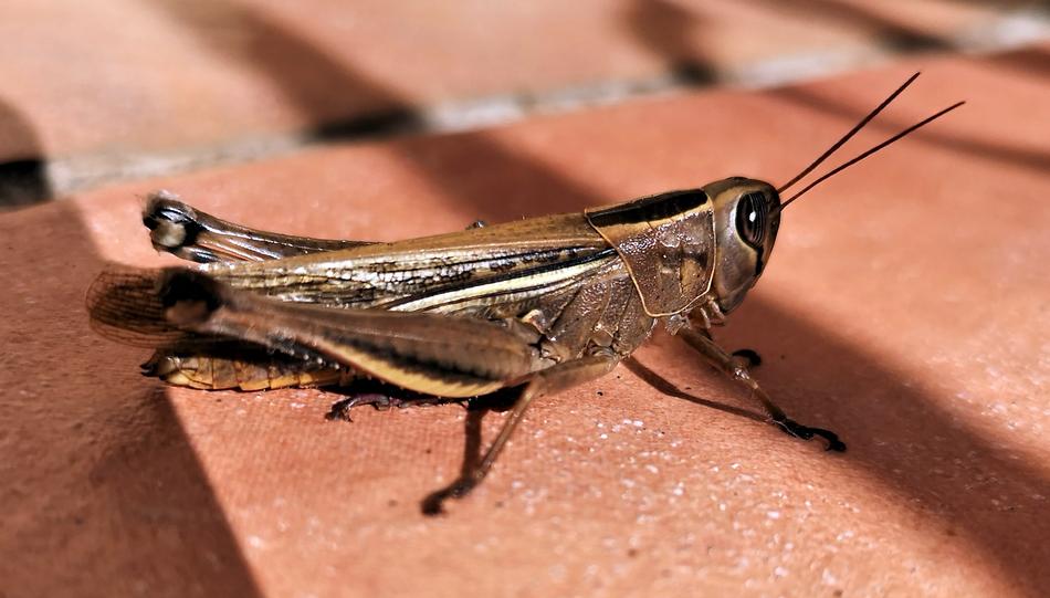 Insect Grasshopper Nature