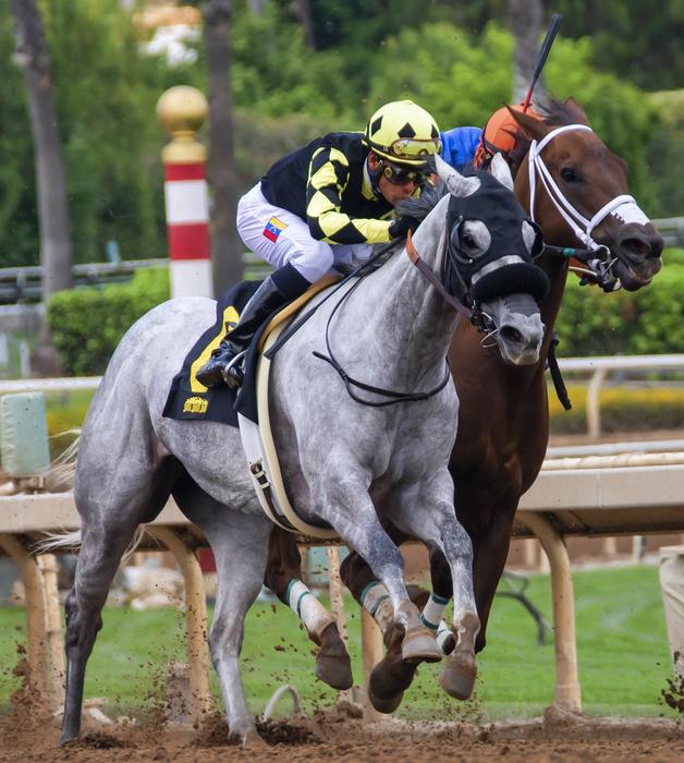 Horses Race Horse Racing
