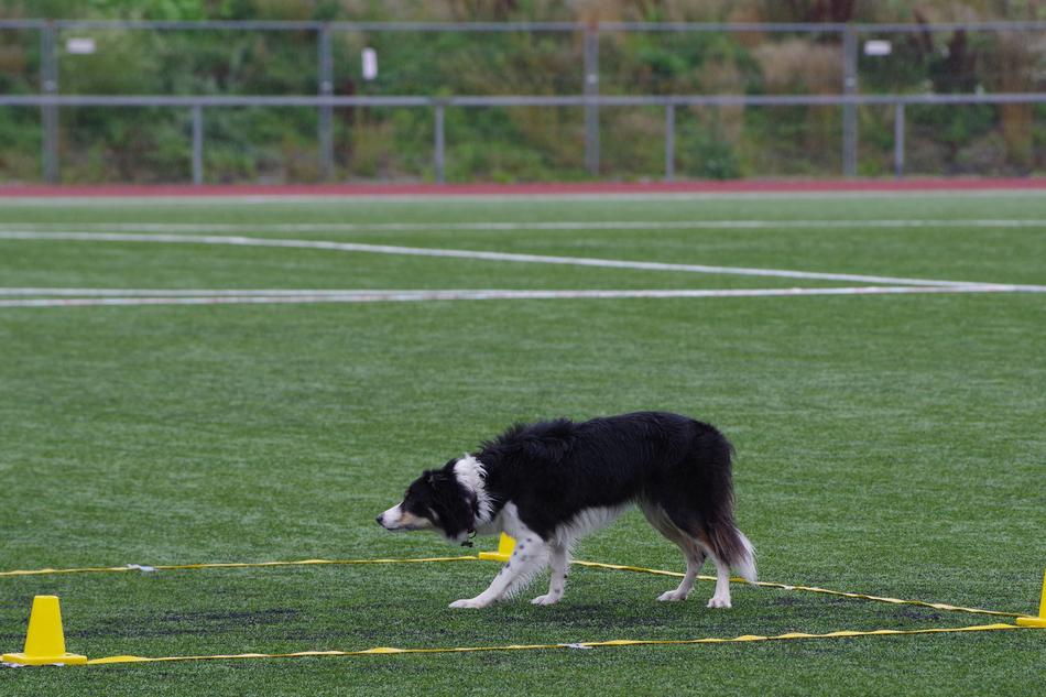 Border Collie Obedience Stay