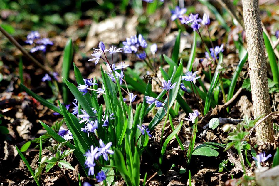 Spring Bee Wild