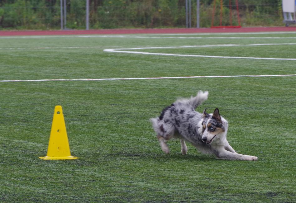Border Collie Obedience