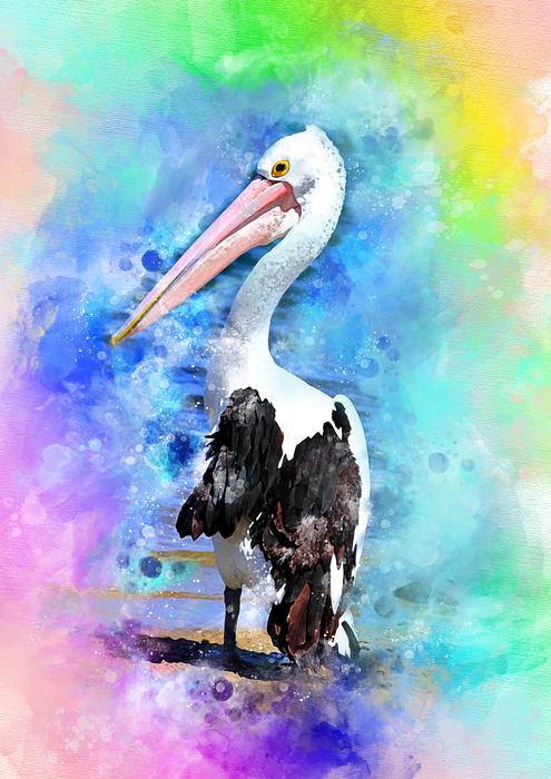 Pelican Bird Nature