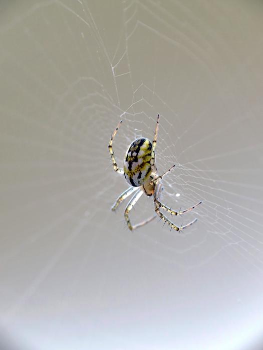 Macro Insect Web