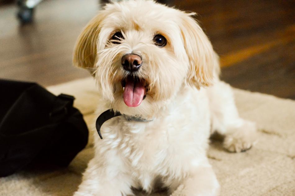 Dog Handsome Animal