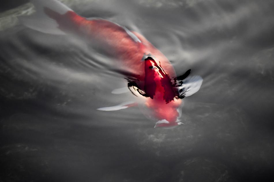 Japan Fish Koi