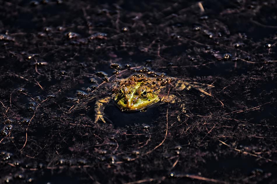 Frog Pond Animal Water