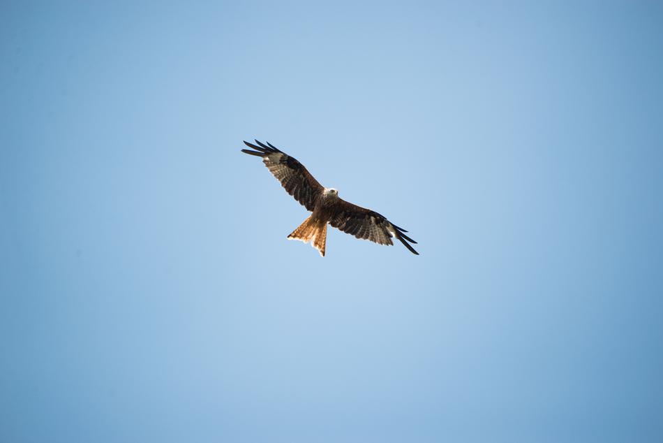 Bird British Eagle