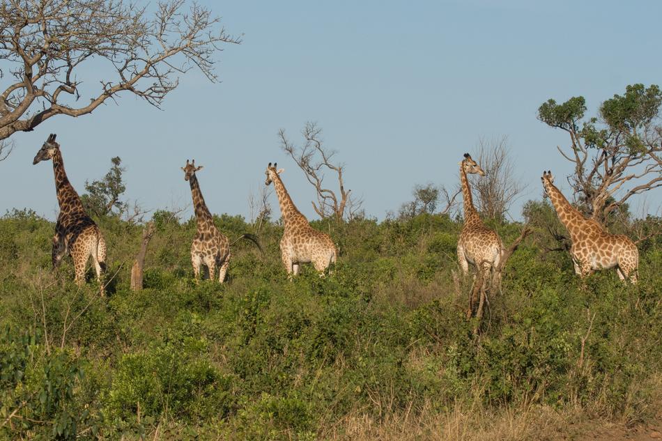 Giraffe Kwazulu Natal Africa South