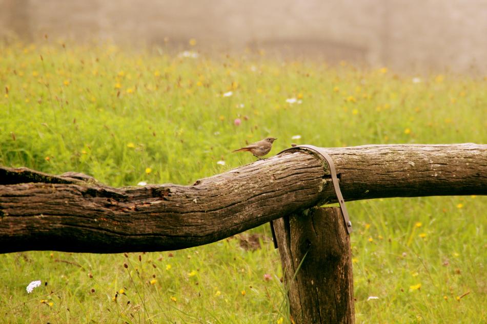 Bird Rotschwaenzchen Fence