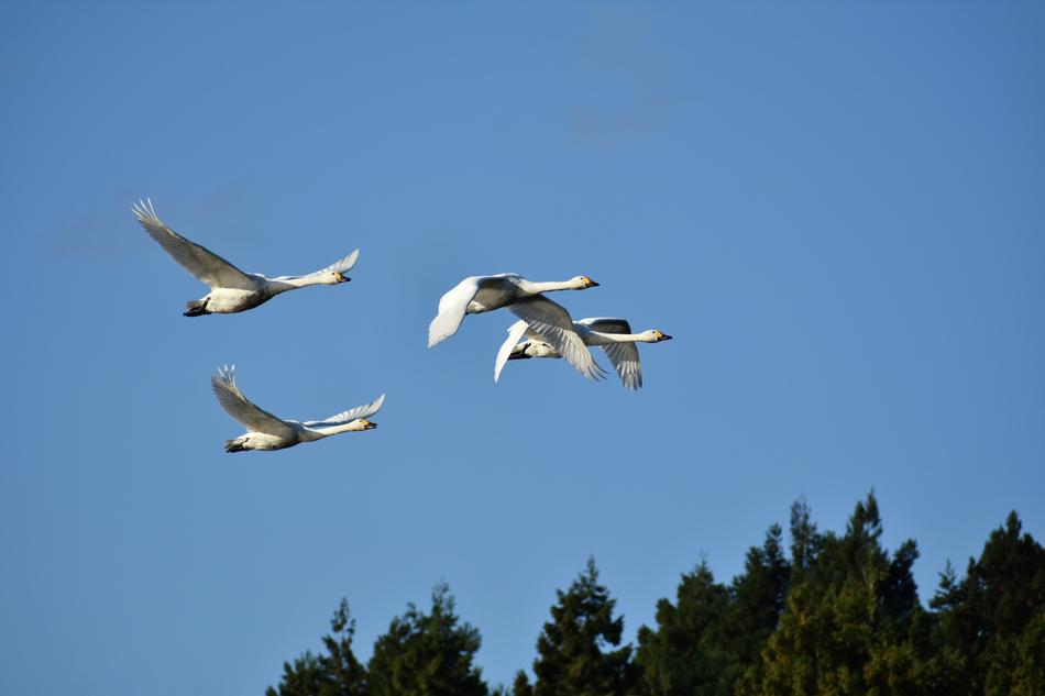 Animal Sky Bird Wild