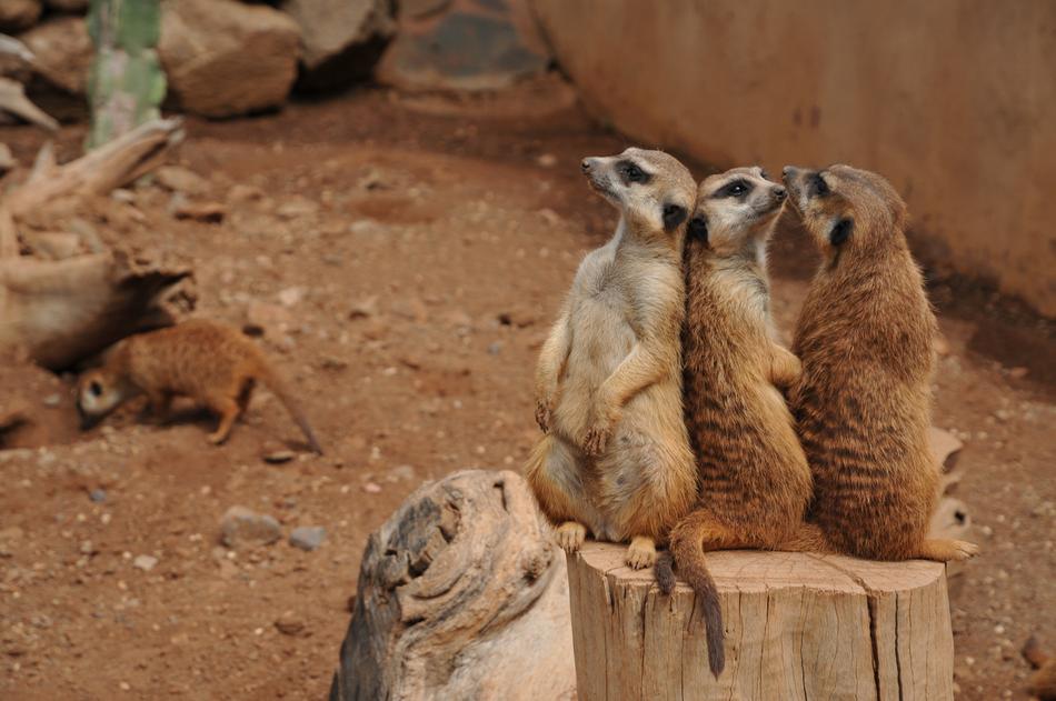 meerkats on a stump in the zoo