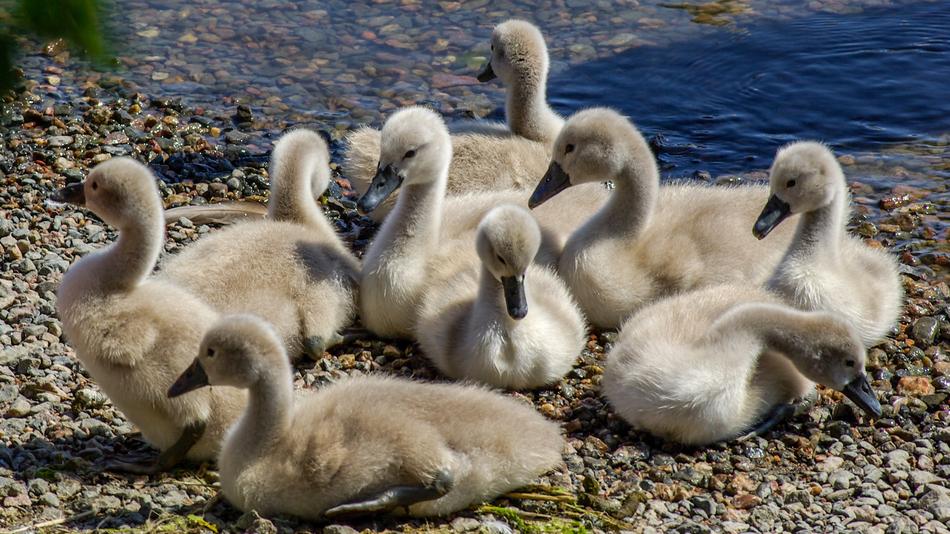Swan The Brood Waterfowl
