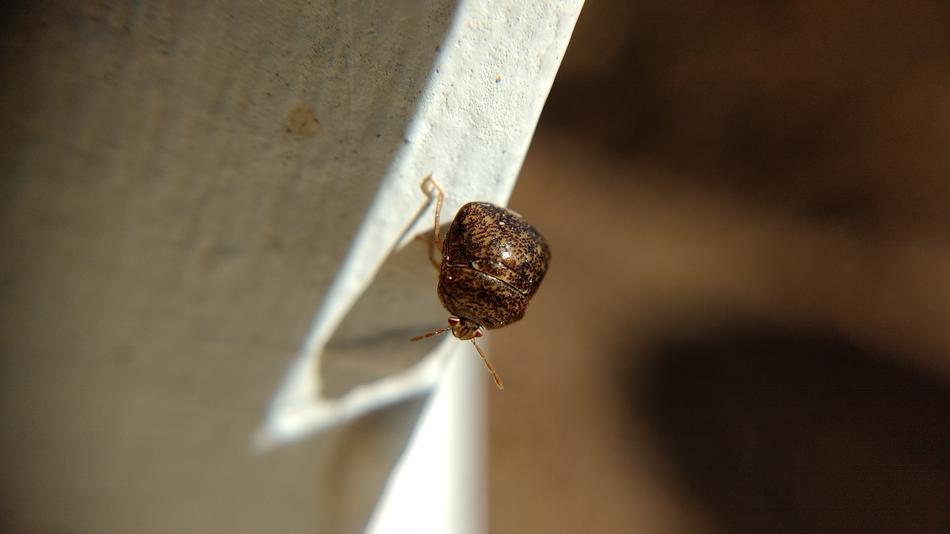 little brown beetles