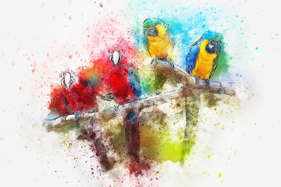 bird parrot feathers art