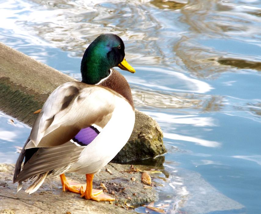 Mallard Duck Water