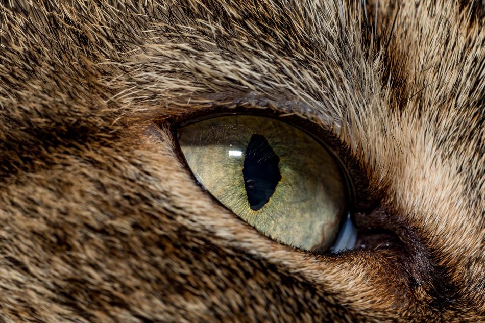 Cat Macro Eye