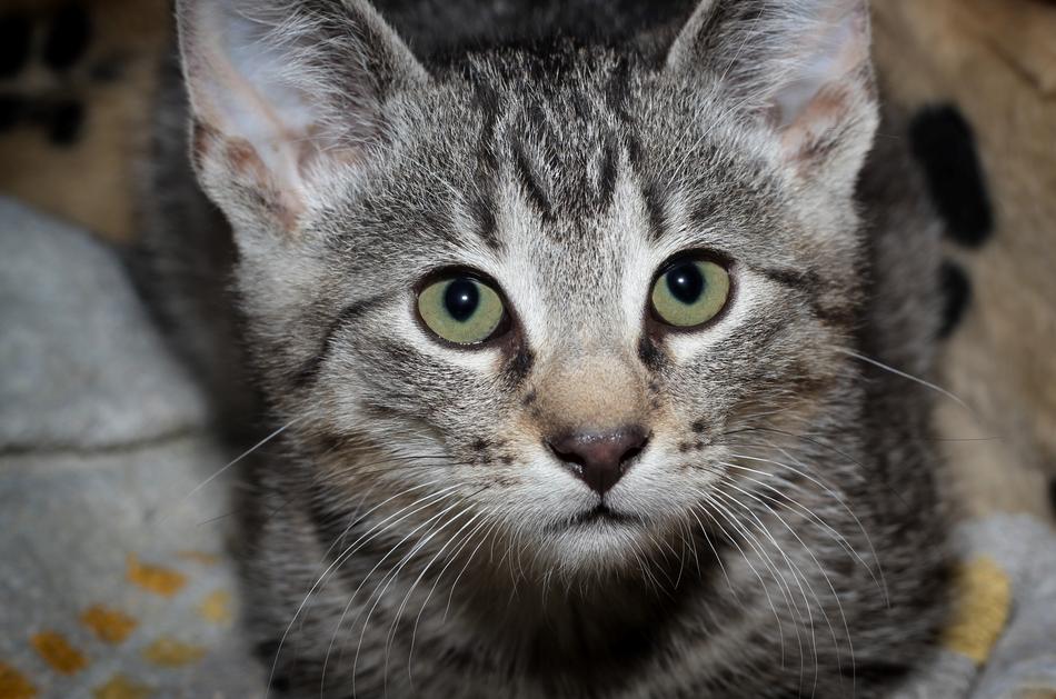 Cat Young Small