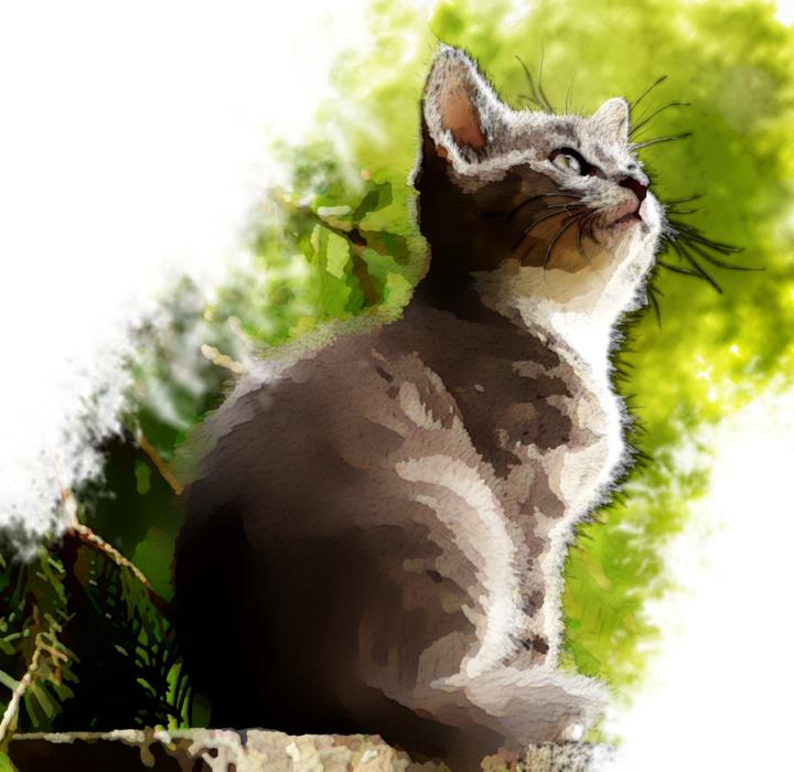 cat cute cat baby cat kitten pet