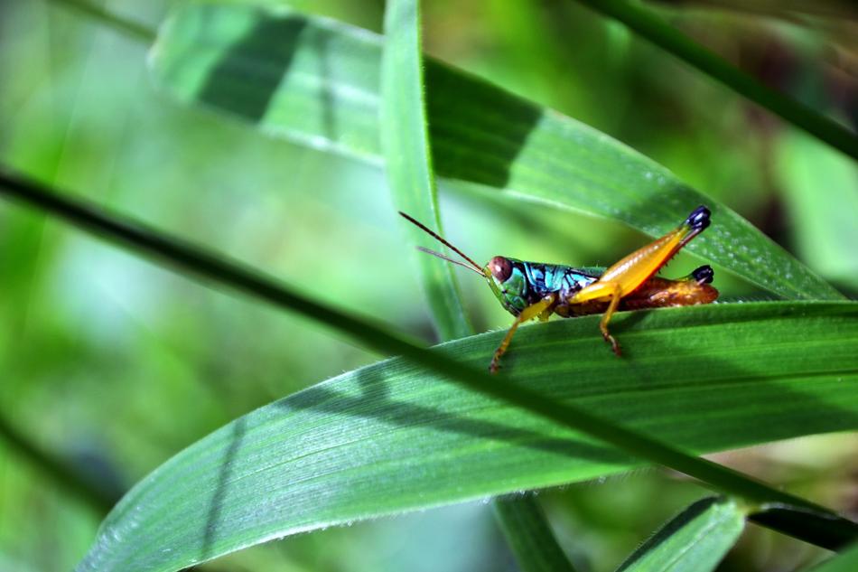 Grasshopper Animal Nat