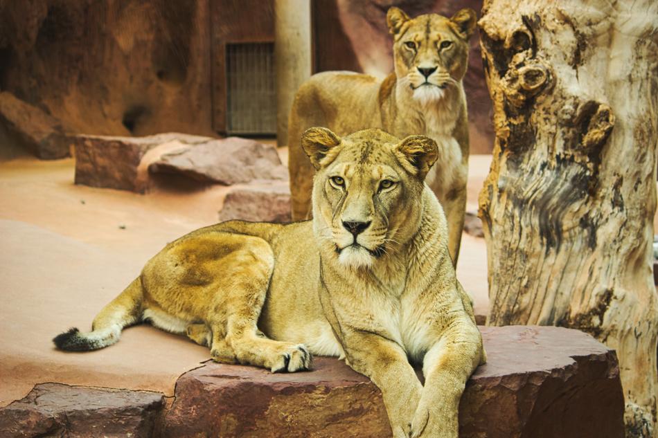 Lion Zoo Cat
