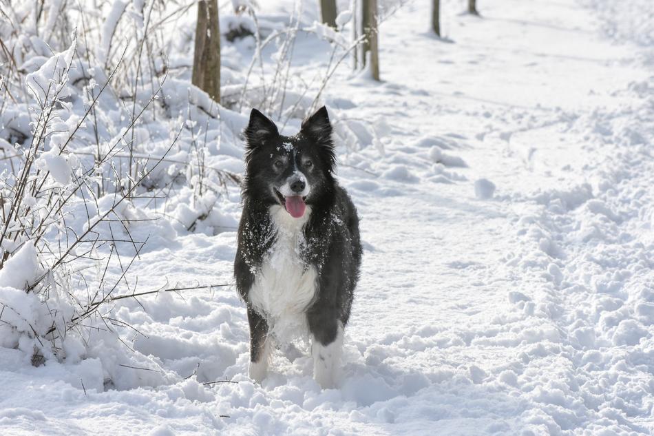 cheerful dog walking in the snow