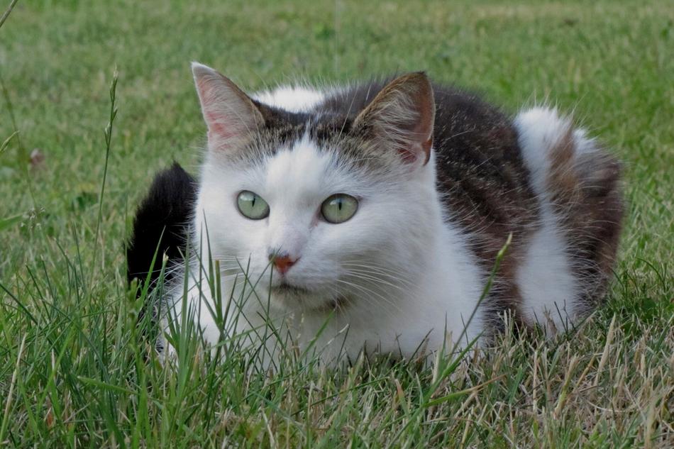 cat with gorgeous green eyes