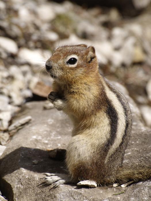 Chipmunk Cute Furry