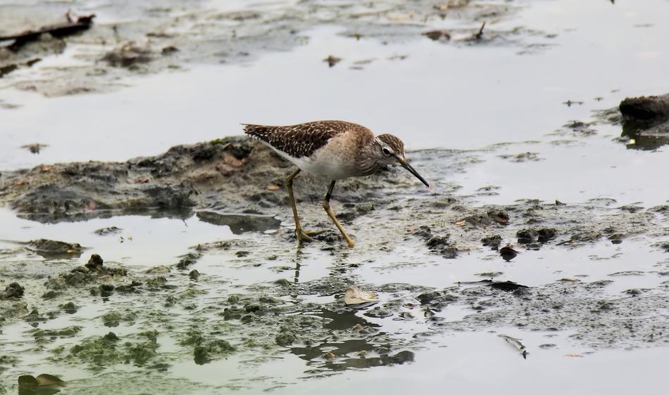 Migratory Bird Wild
