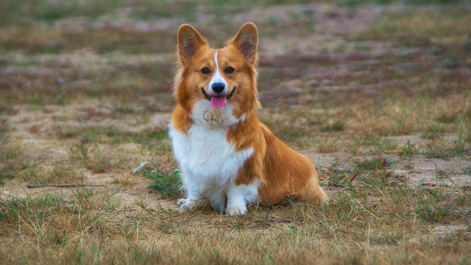 Welschcorgi Corgi Pet