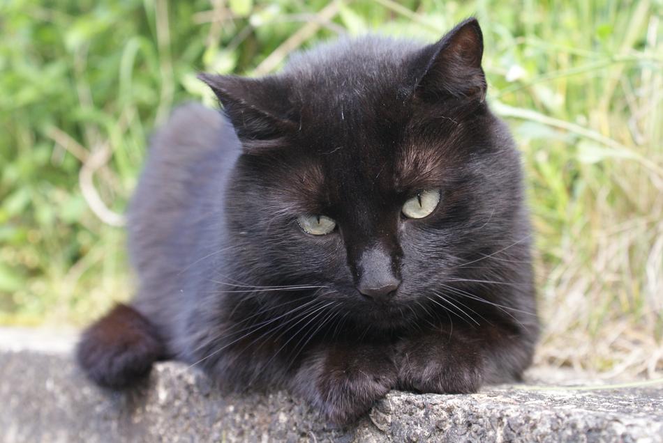 black cute cat on the street