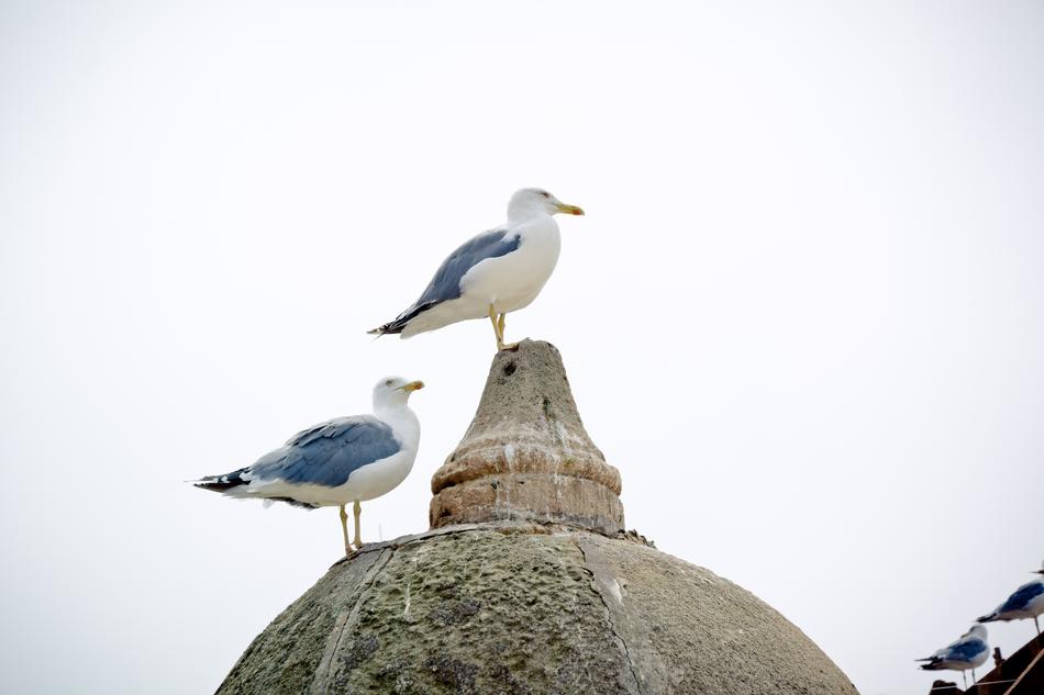 Seagull Yellow-Legged Gull Bird