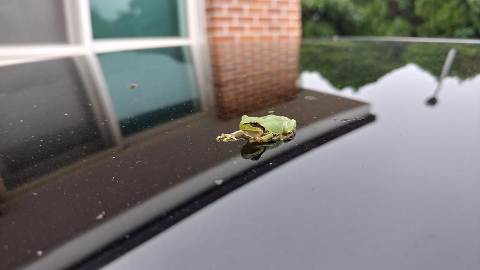 little frog on the roof of the car
