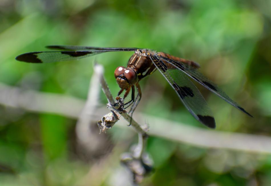 Dragonfly Bug Insect