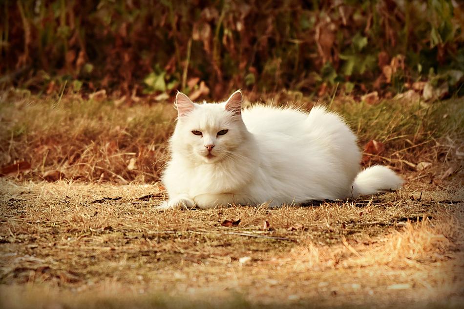White Cat Animal Mammal