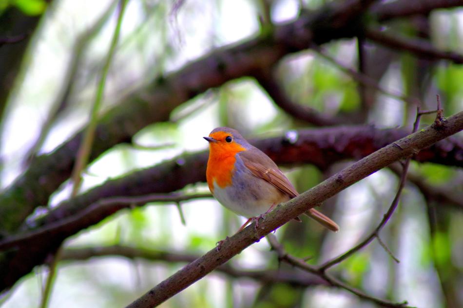Robin Bird Nature
