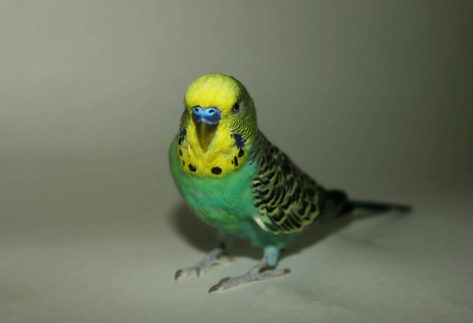 Parakeet Parrot Blue