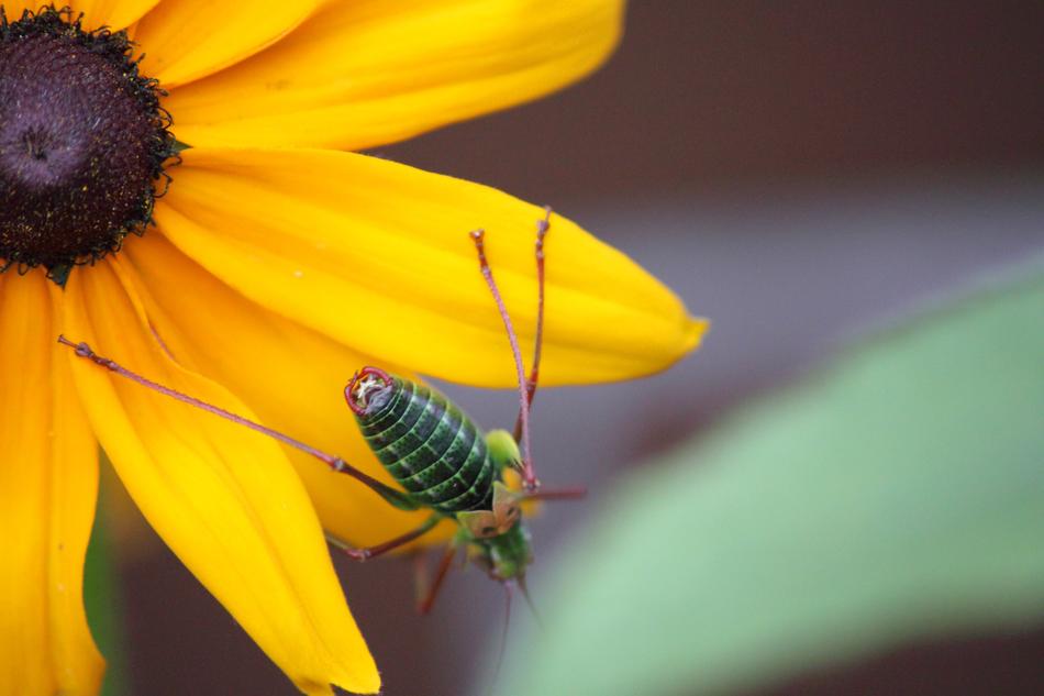Insect Nature Beetle