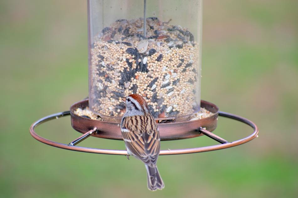 Bird Nature Wildlife