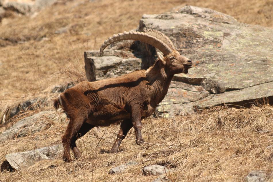 Capricorn Alpine Animal