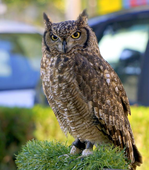 Owl Ave Feathers Bird