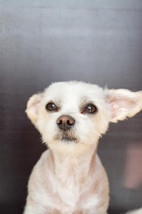 Dog White Small