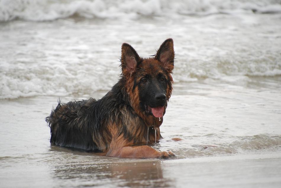 Dog German Shepherd Old