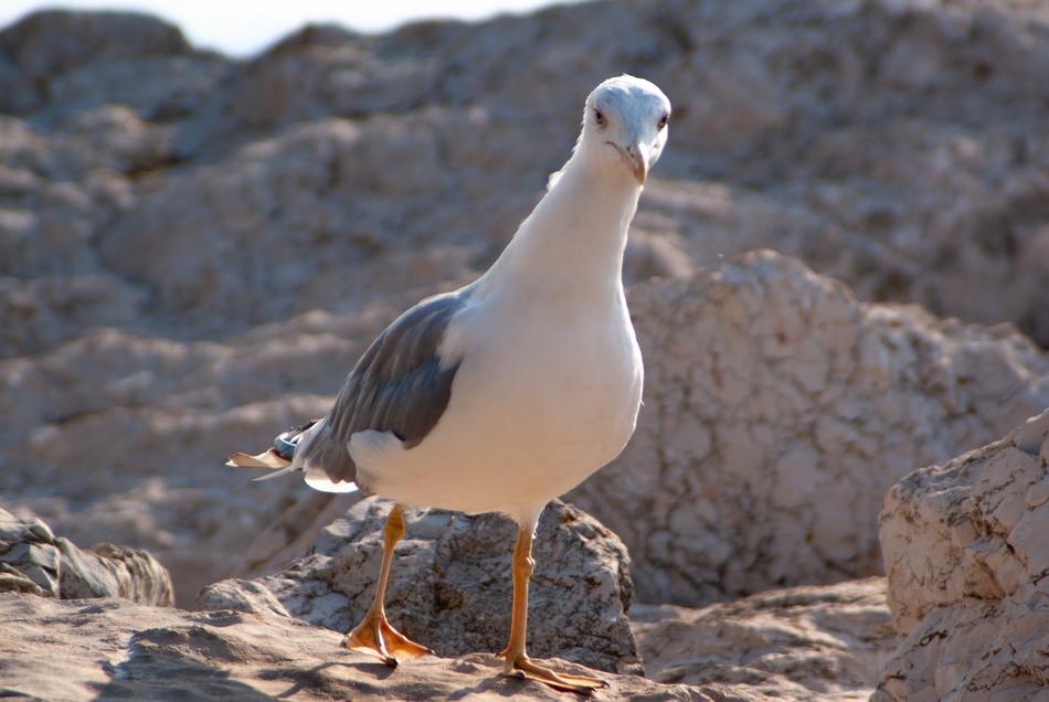 Seagull Close Up Animal