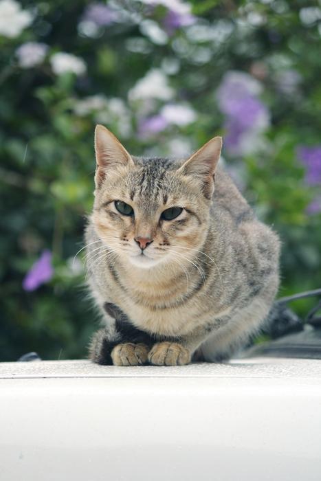 Cat Indian Majestic