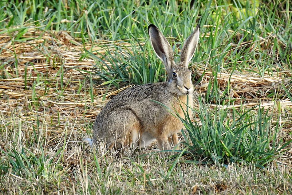 Hare Mammal on field